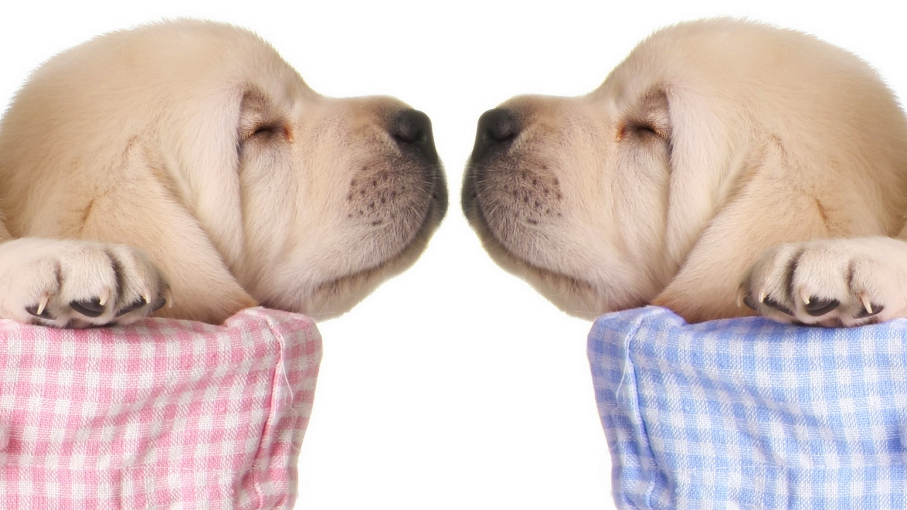 Спящие щенки