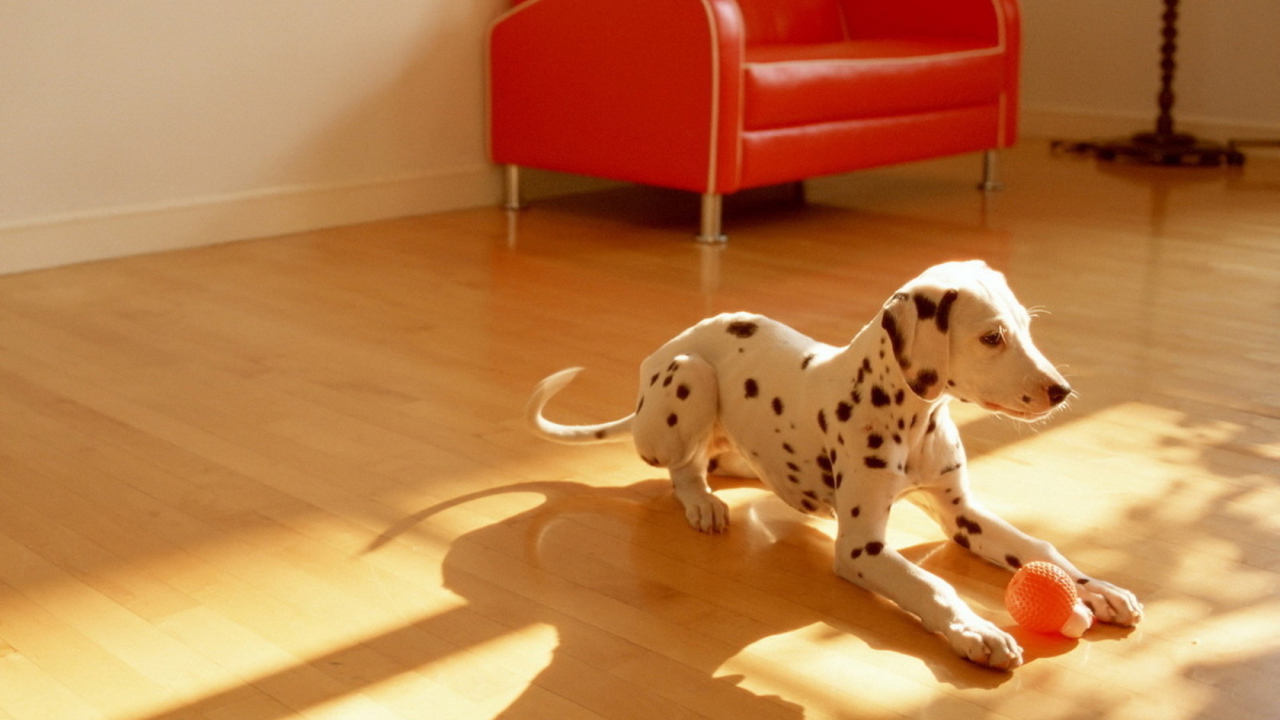 щенок Долматинца