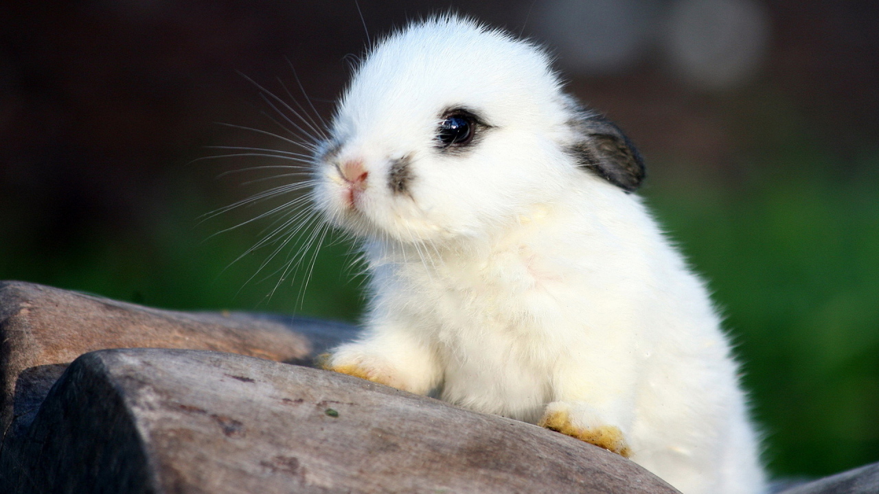 Белый кролик