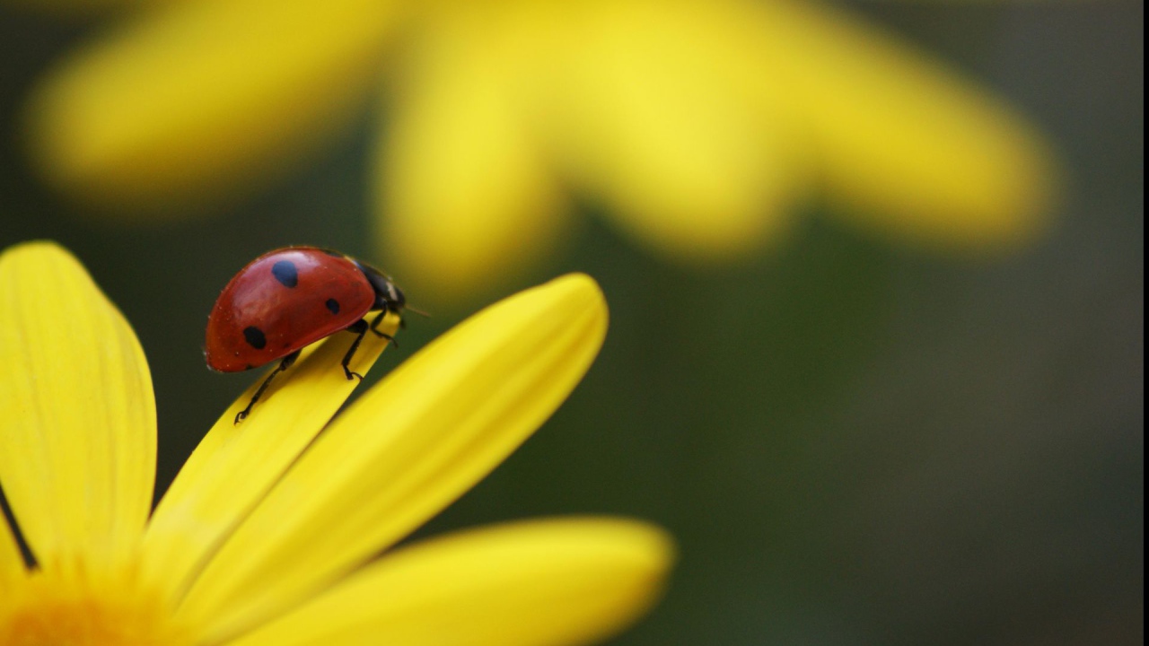 Божья коровка