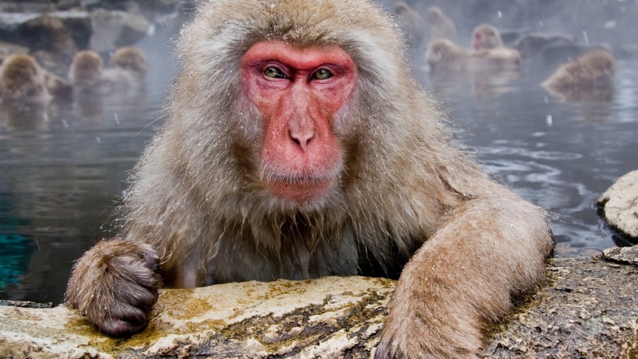 Обезьяны в гейзере