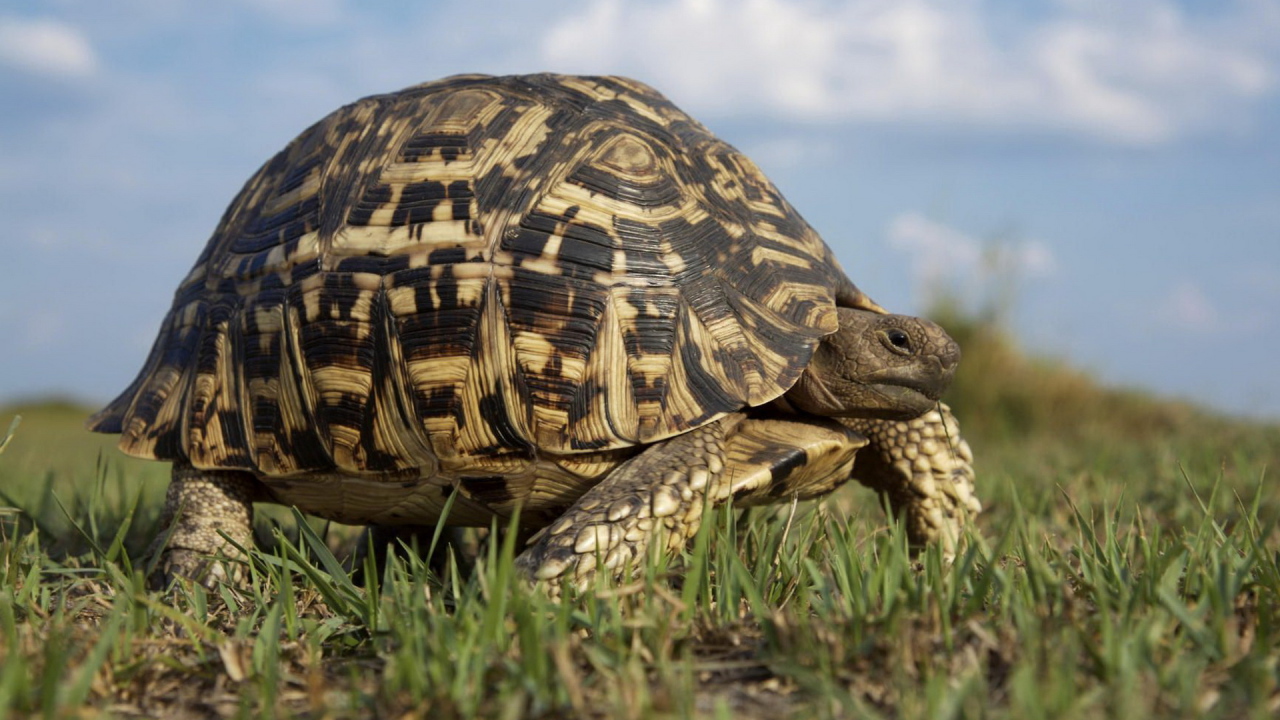 Большая черепаха