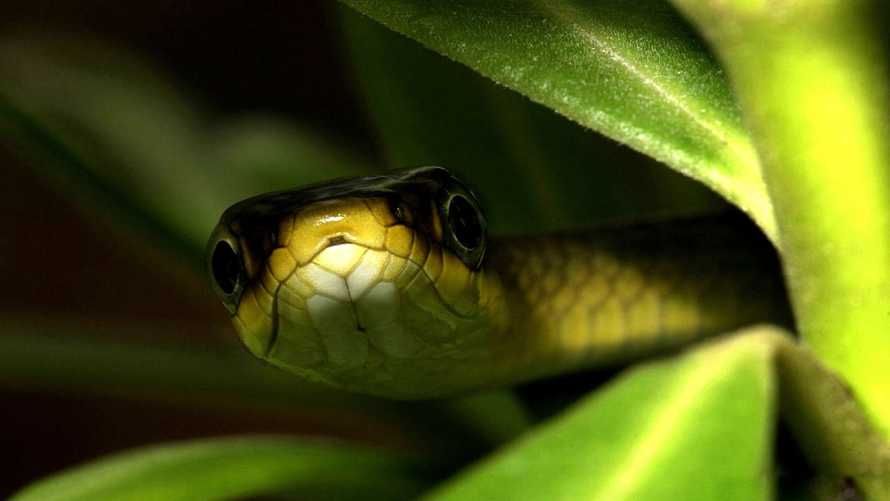 Змея в траве