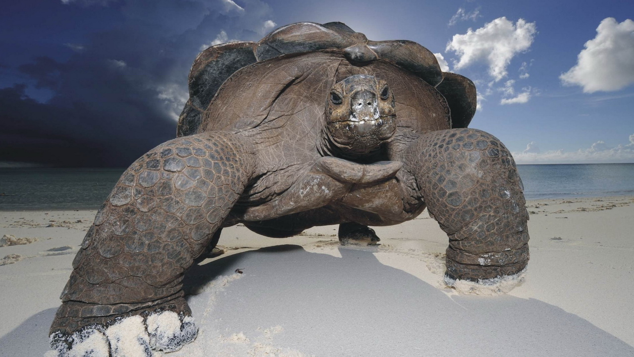 Морская черепаха