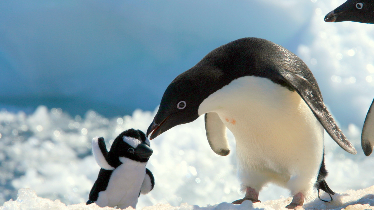 Пингвин и игрушка