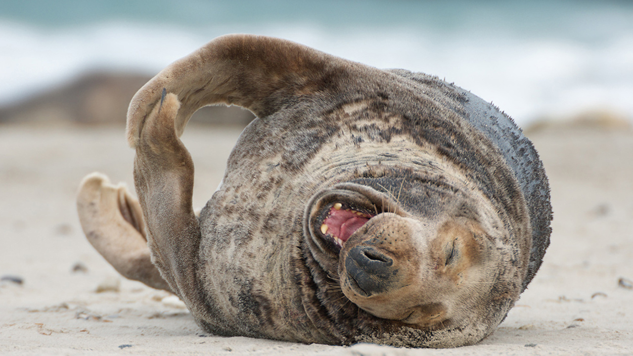 Тюлень на пляже