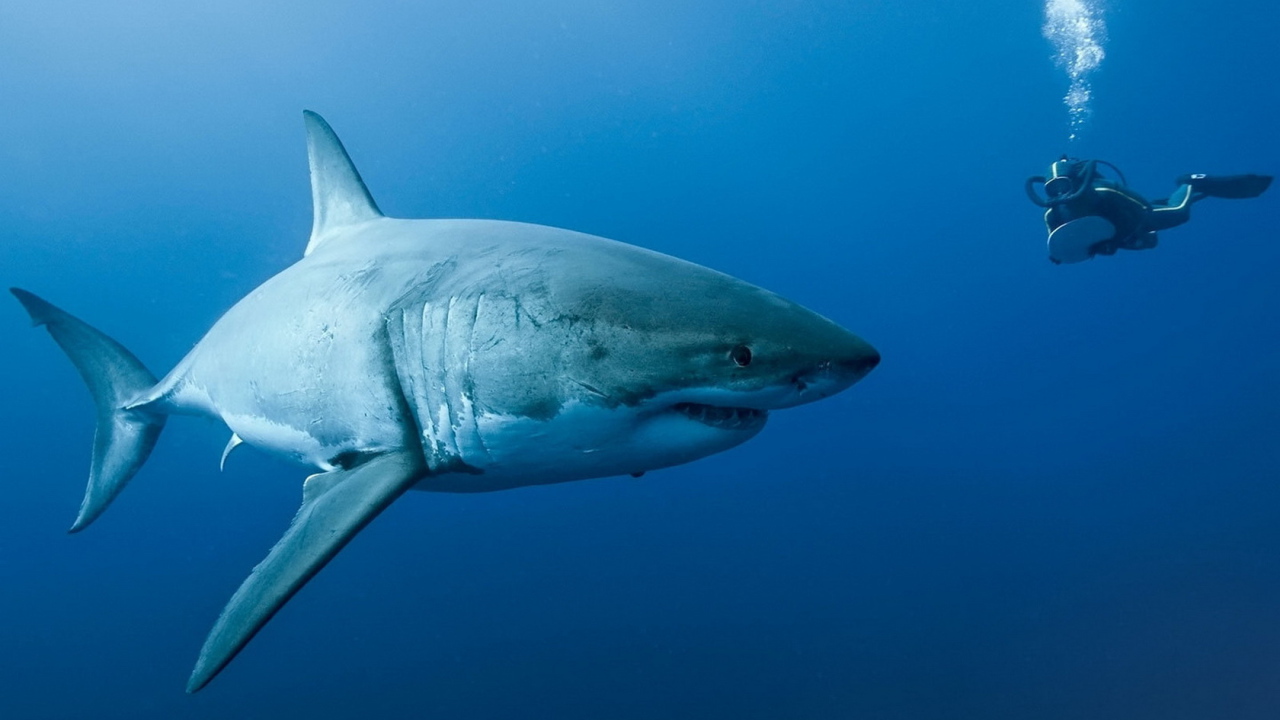 Акула на охоте