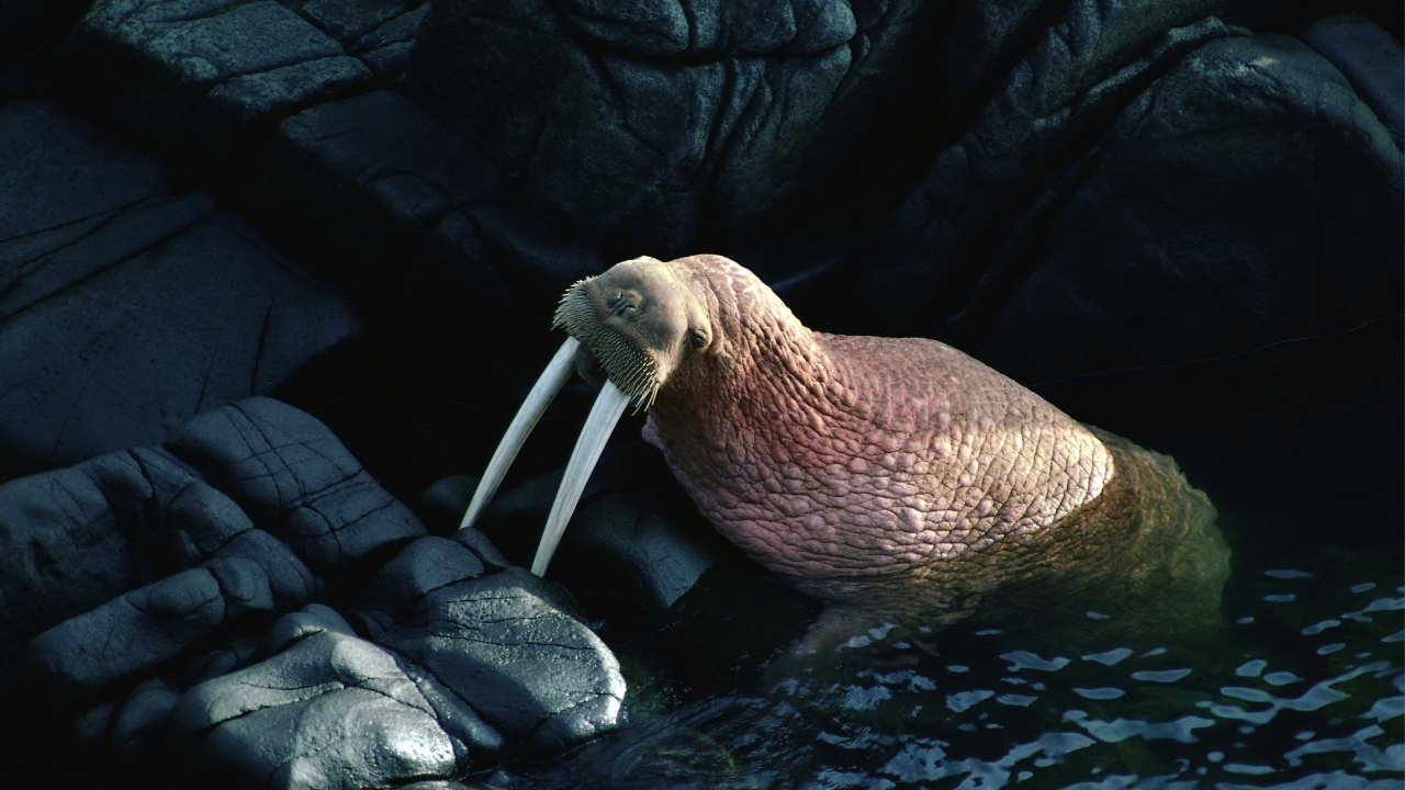 Морж на камнях