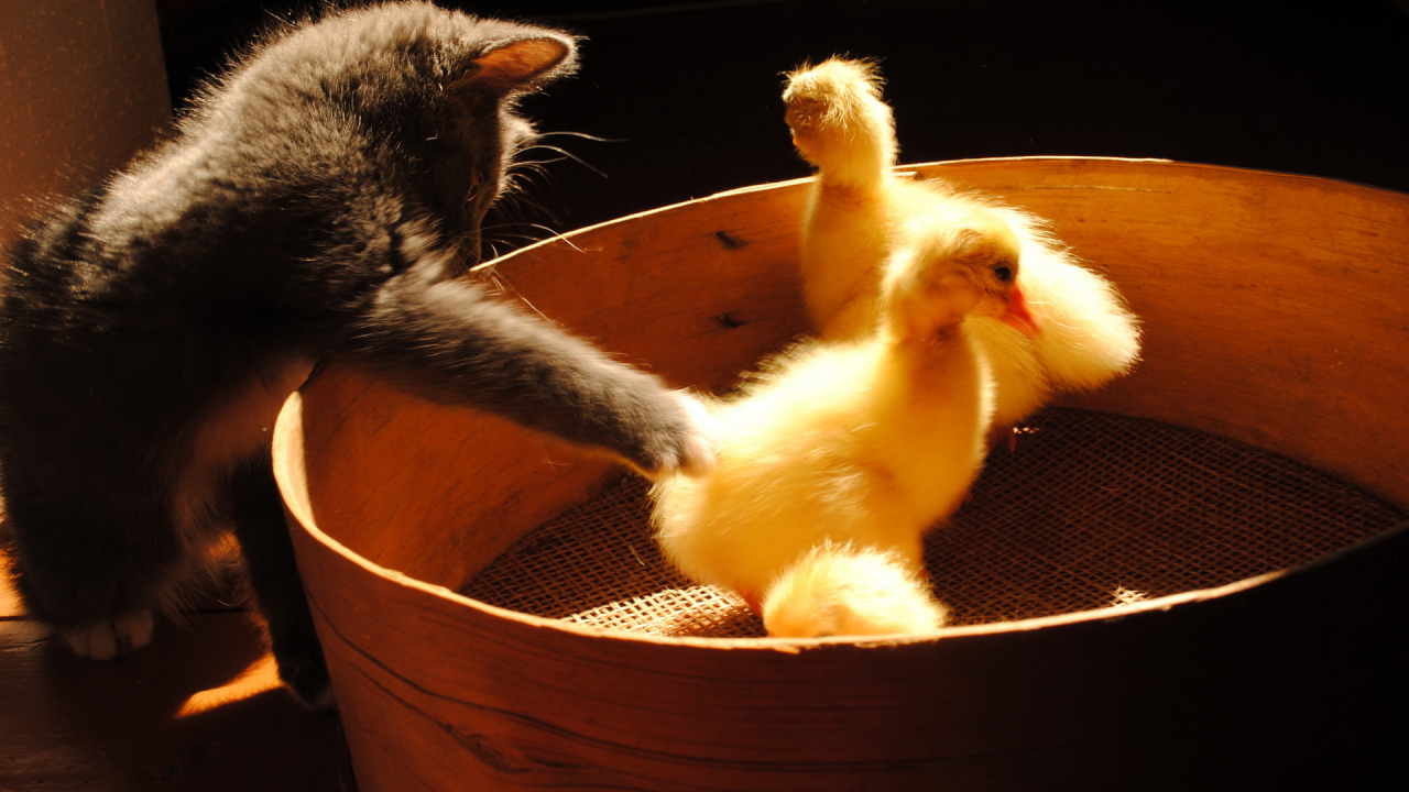 Котенок и утята