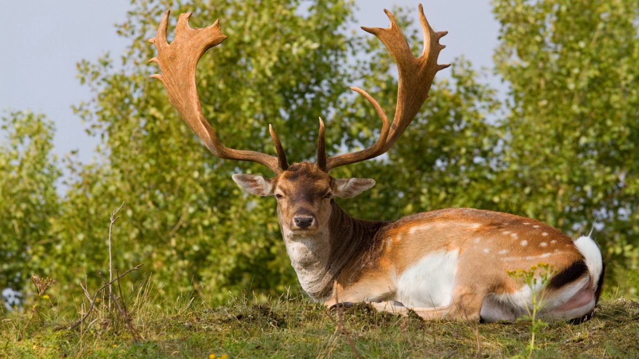 Олень с большими рогами
