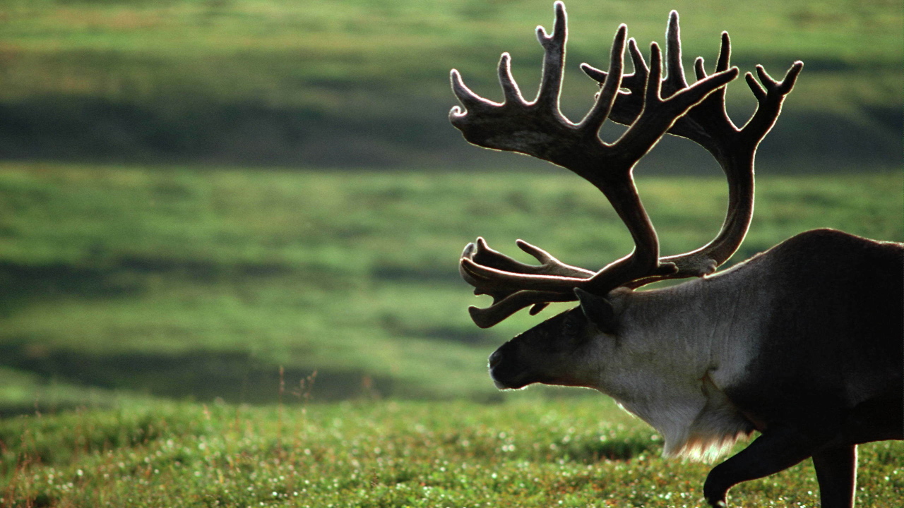 Старый олень