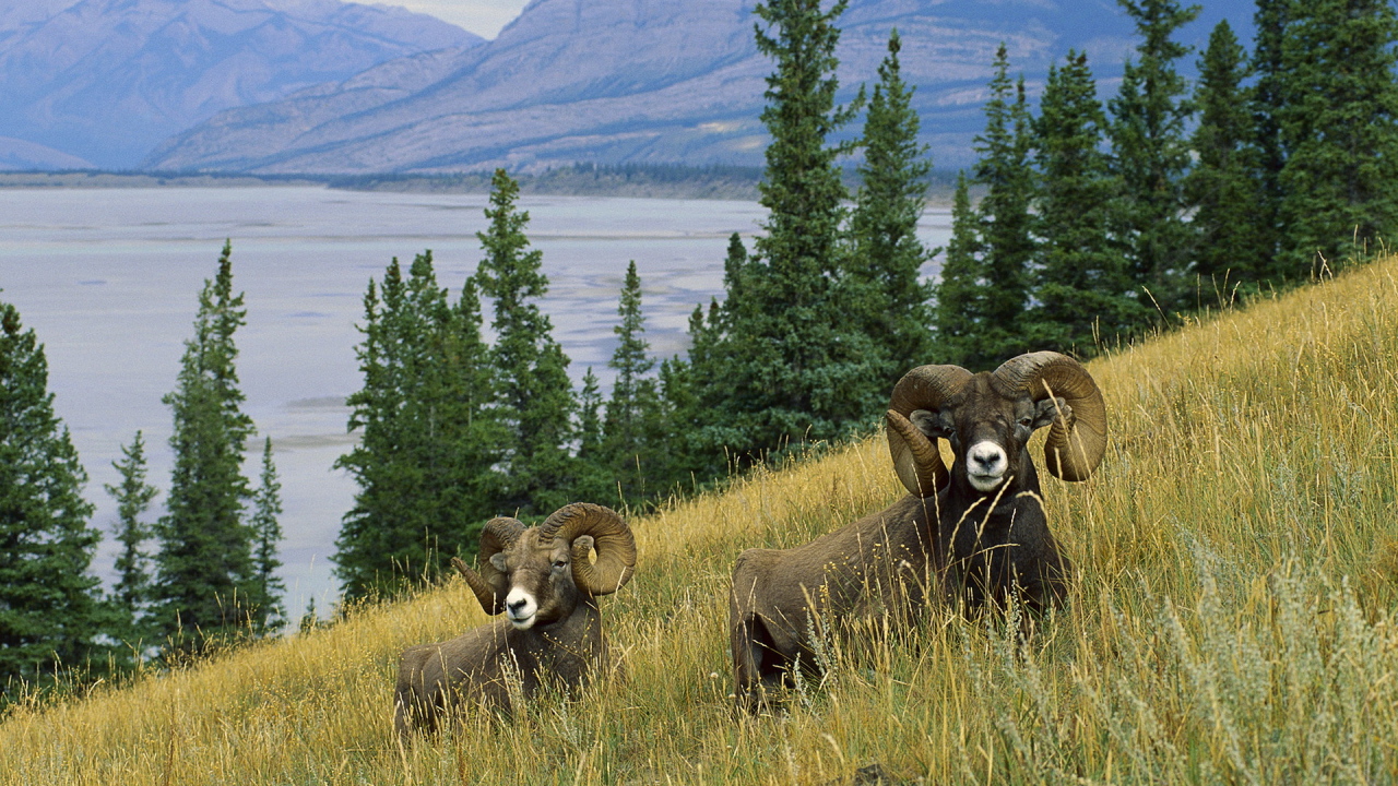 Горные бараны