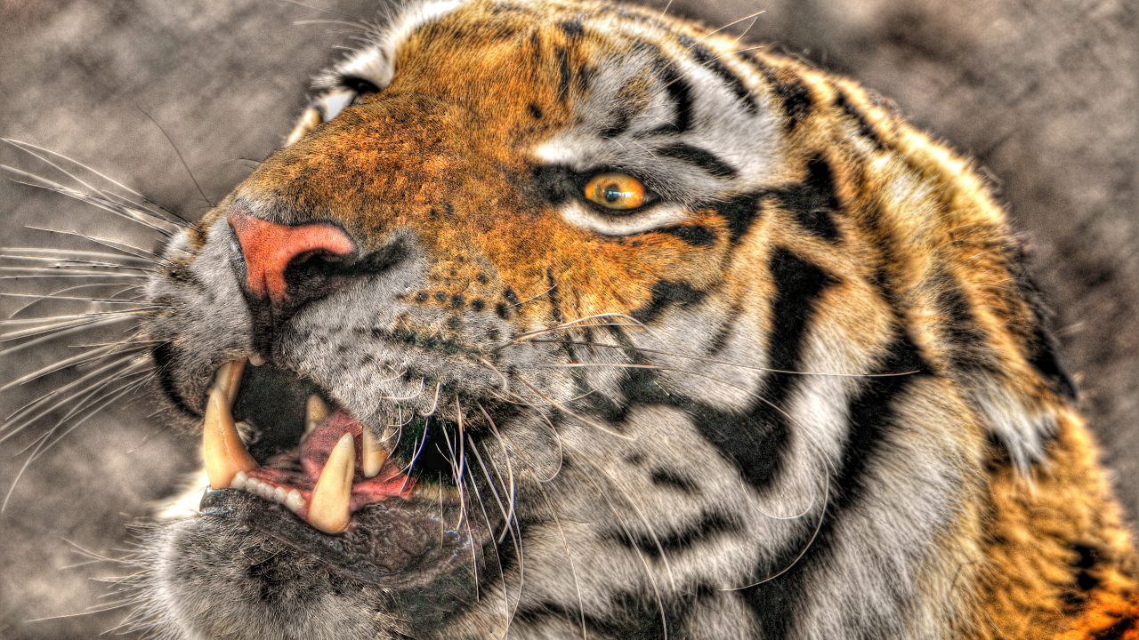 Оскалившийся тигр
