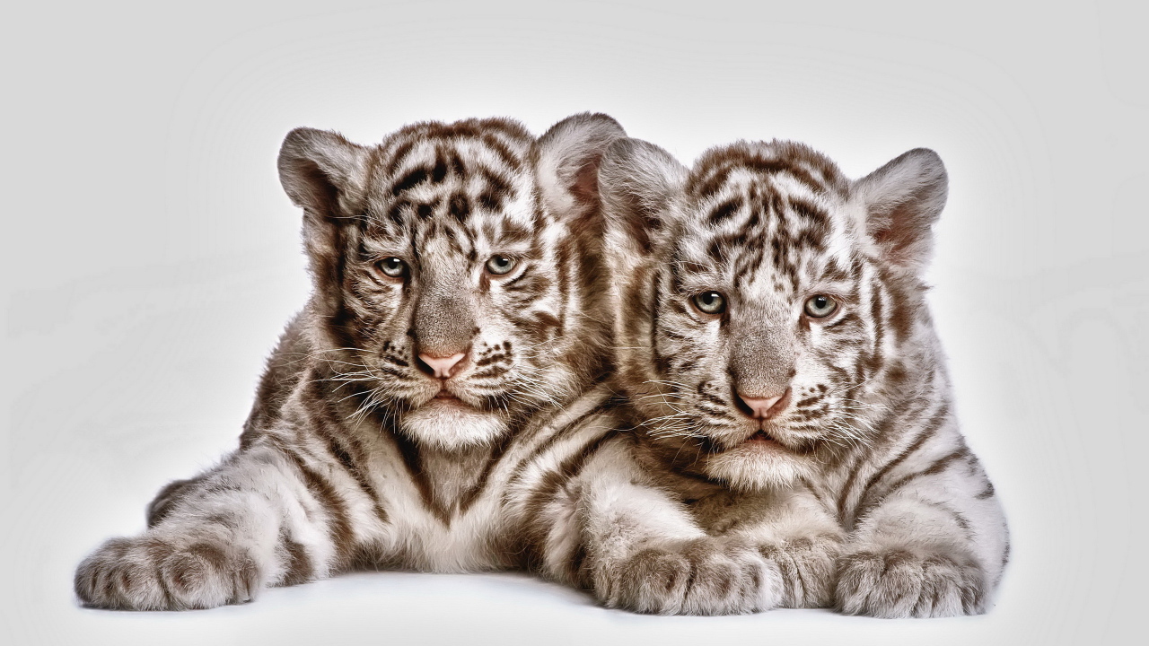 Два тигренка