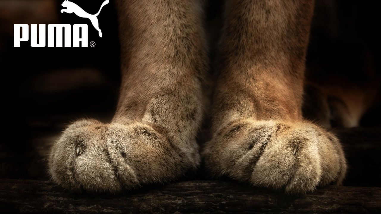 Puma