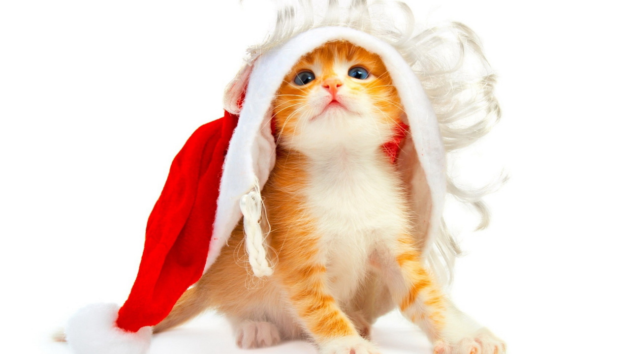 Котенок под колпаком