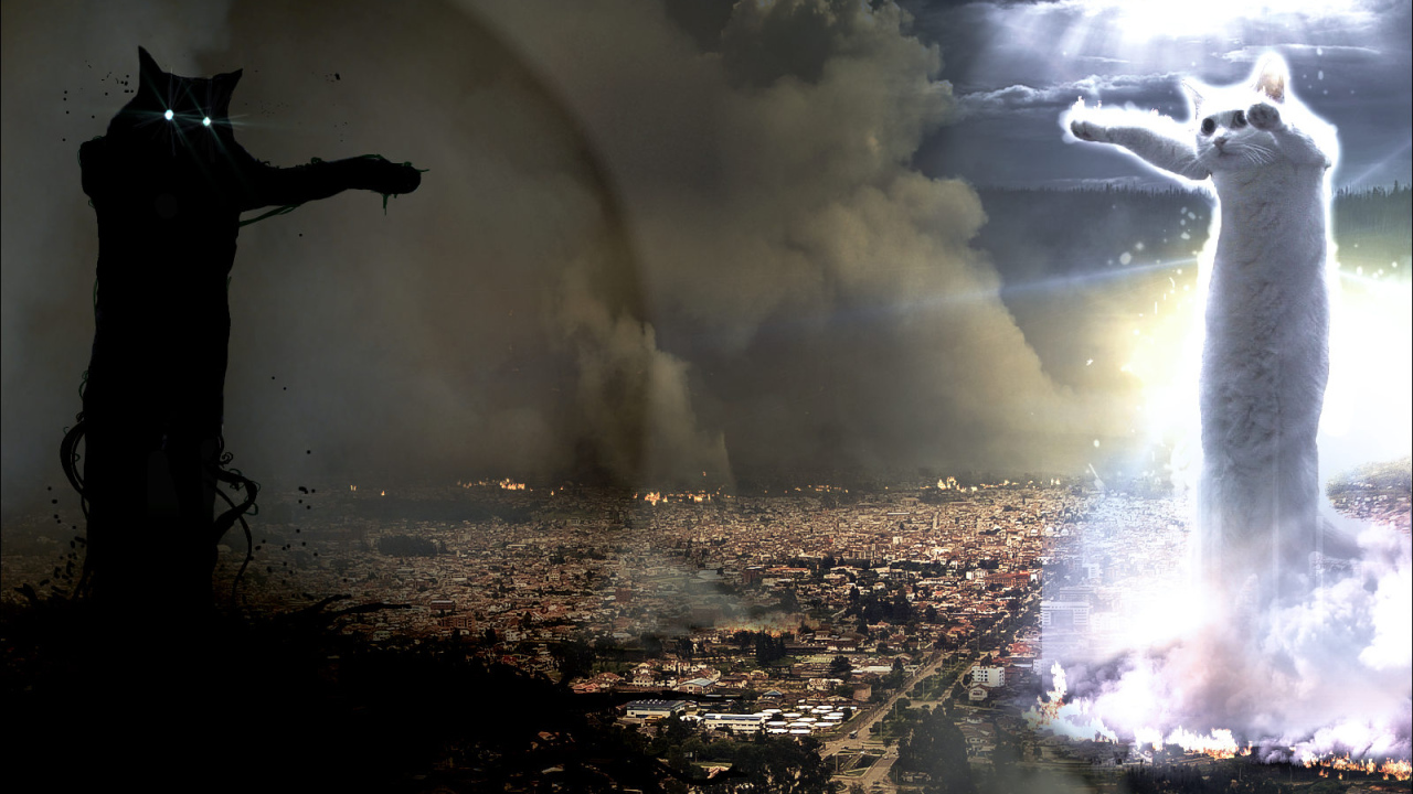 Война котов