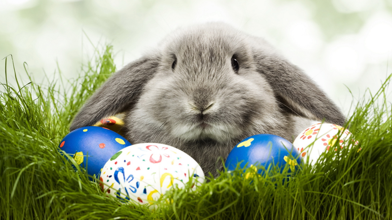 Кролик и яйца