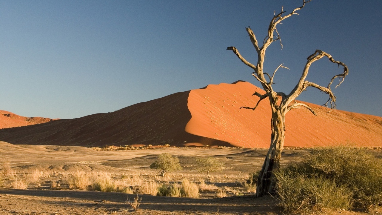 Сухое дерево в пустыне