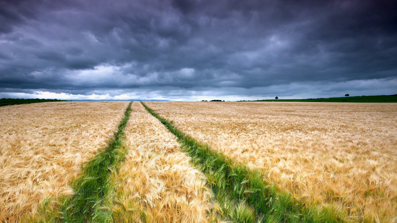 Колосящееся поле