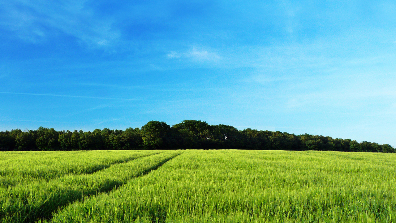 Рожь колосится