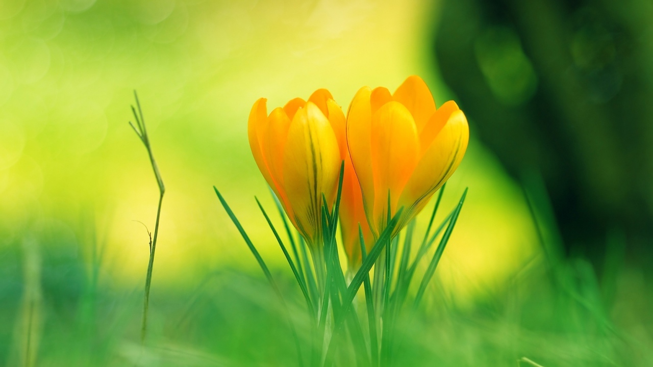 Красивые желтые цветы