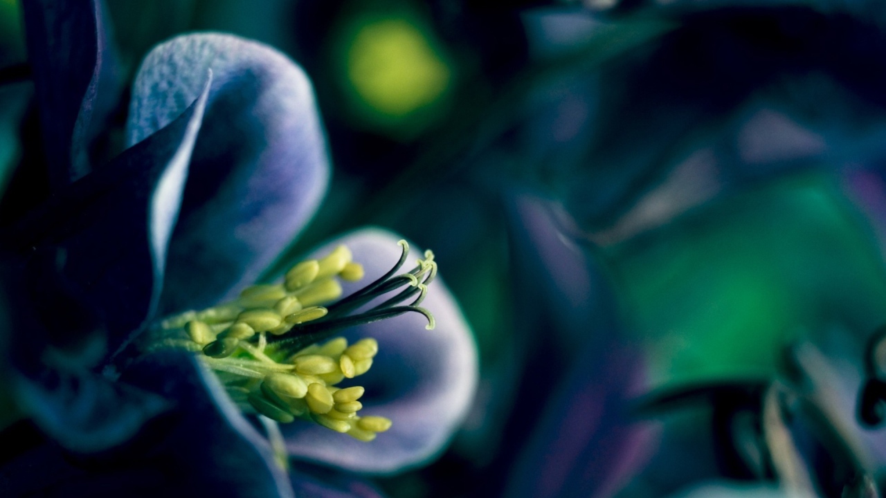 Синий цветок