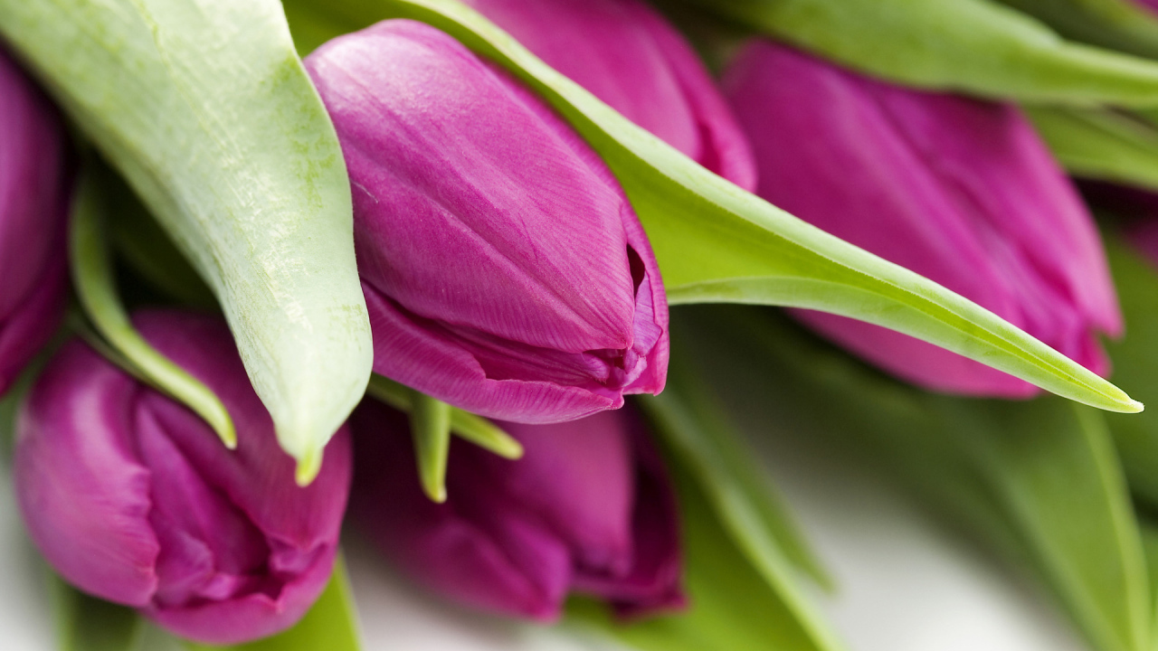 Букет тюльпанов