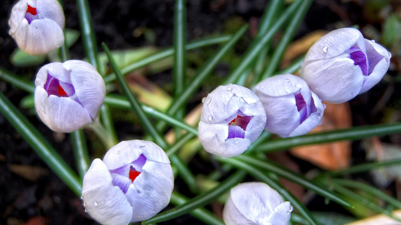 Бутоны шафрана