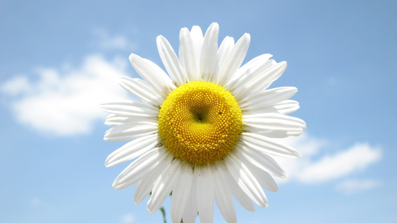 Веселая ромашка