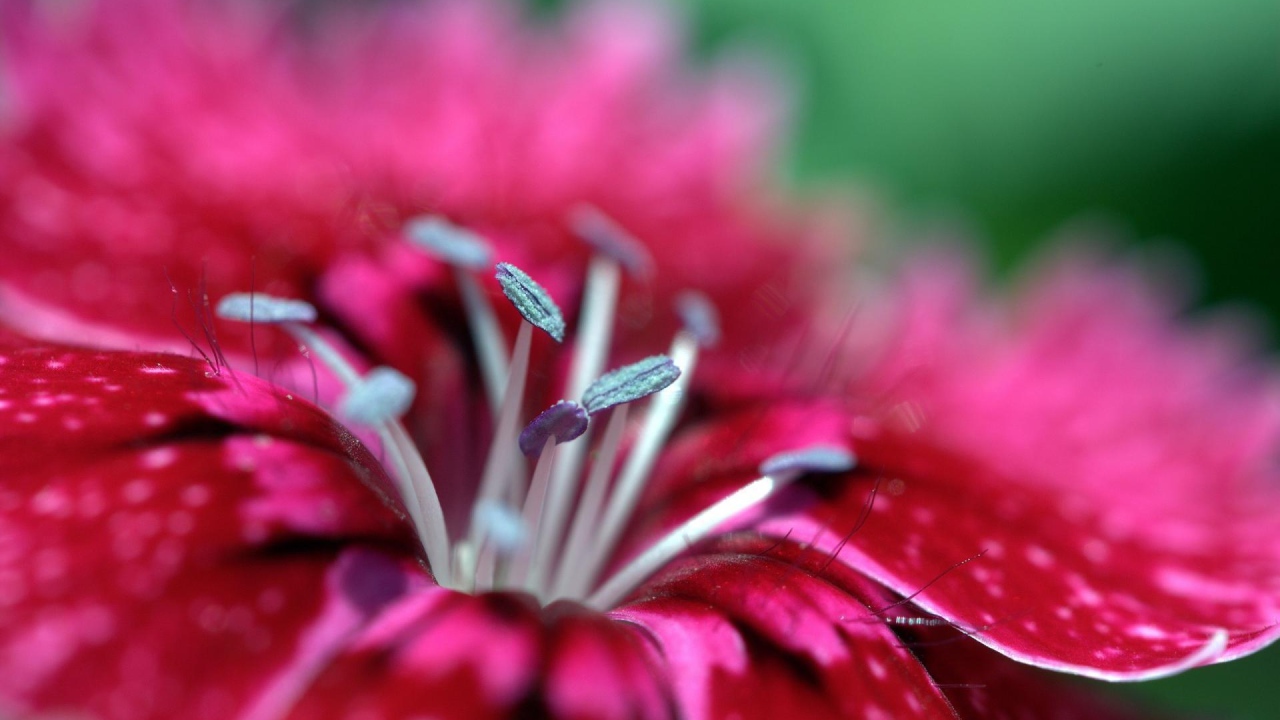 Малиновый цветок