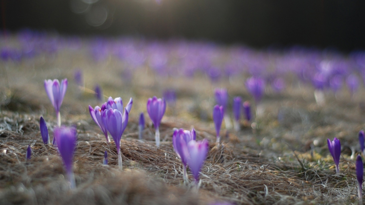 Расцветающие крокусы