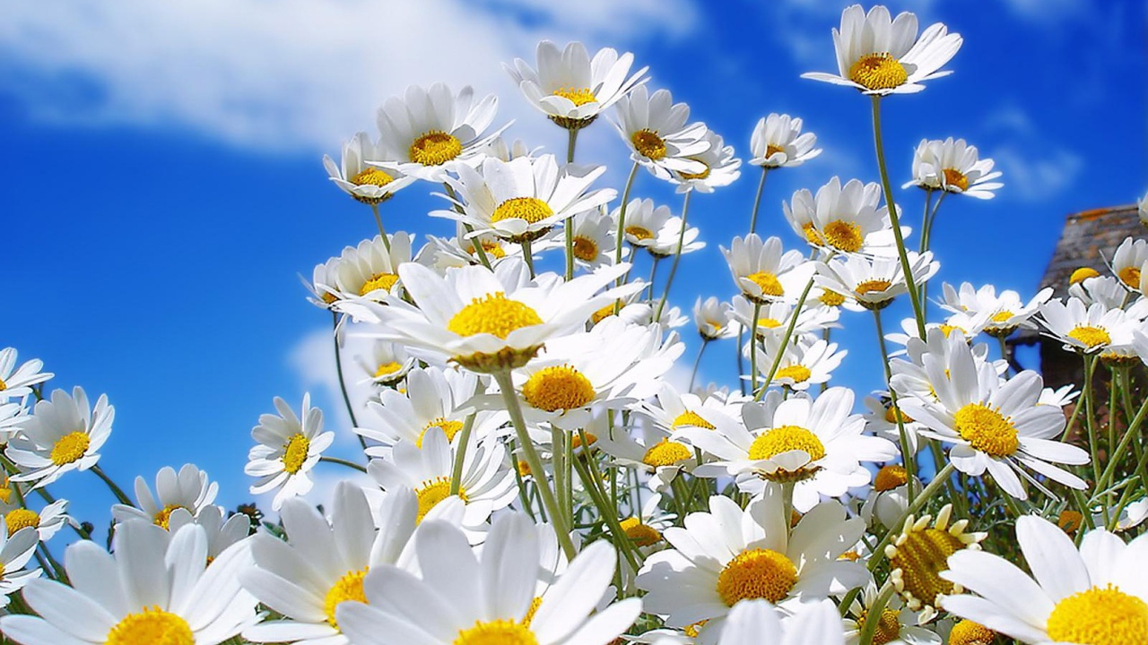 Семейка ромашек