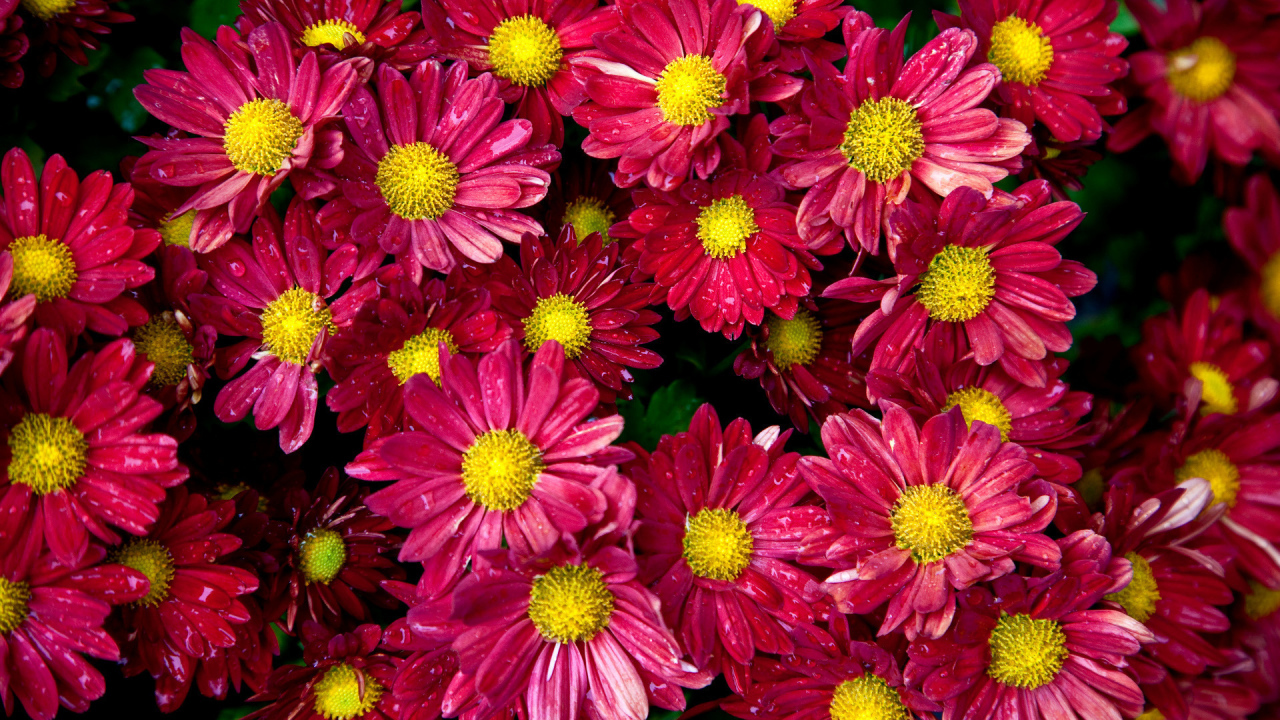 Цветочный ковер