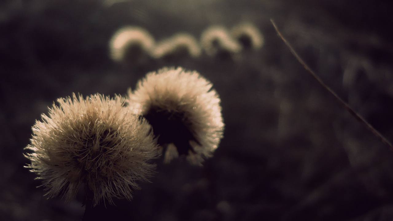 Пушистые шапки