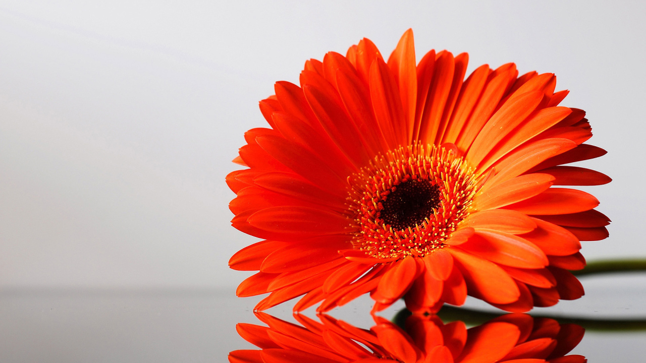 цветок Гербера