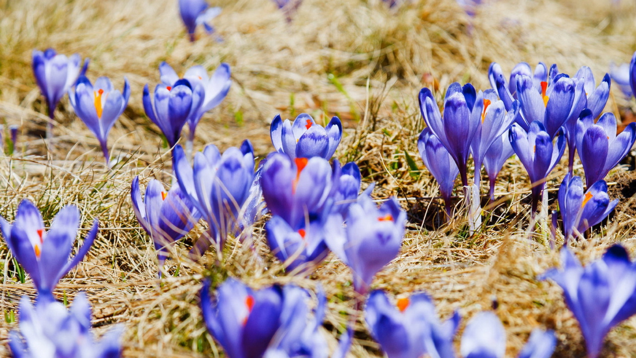 Поляна крокусов