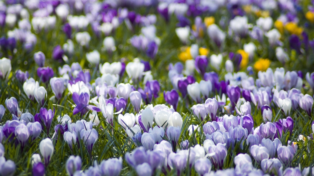 Поляна крокусов
