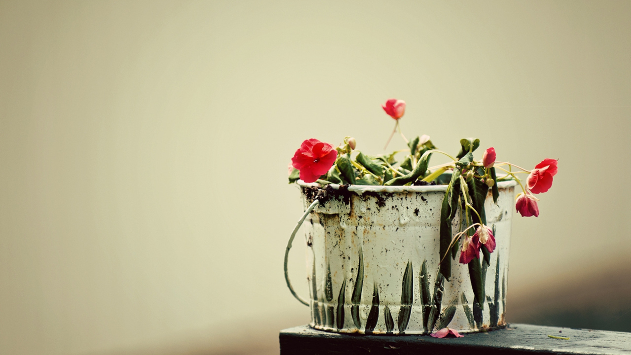 Вялые цветы