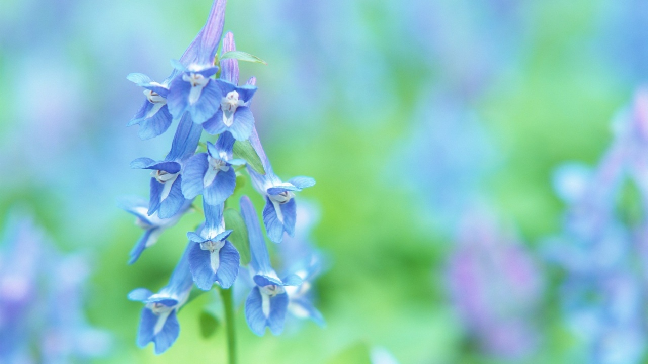 Луговые цветочки