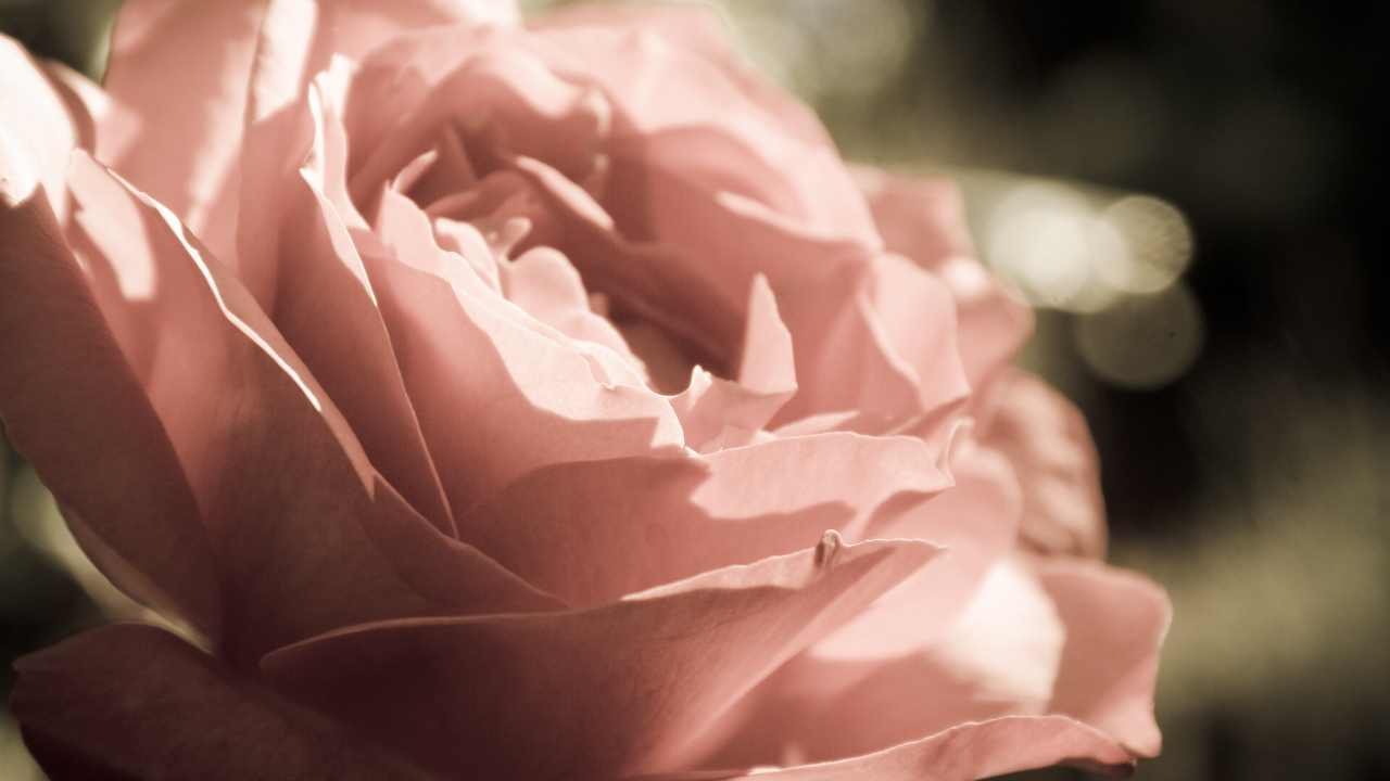 Розовая роза