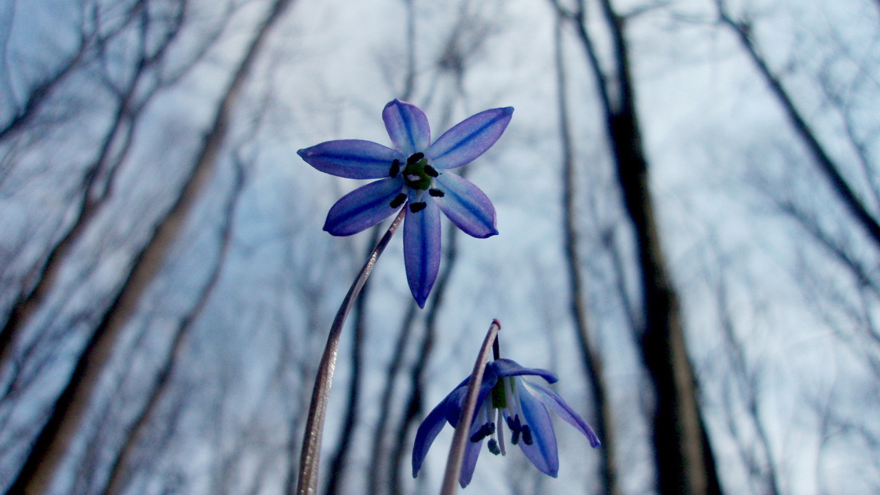 Весенние цветочки