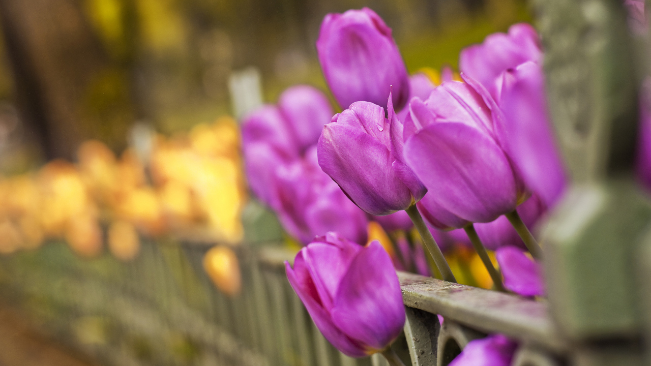 Тюльпаны вдоль забора