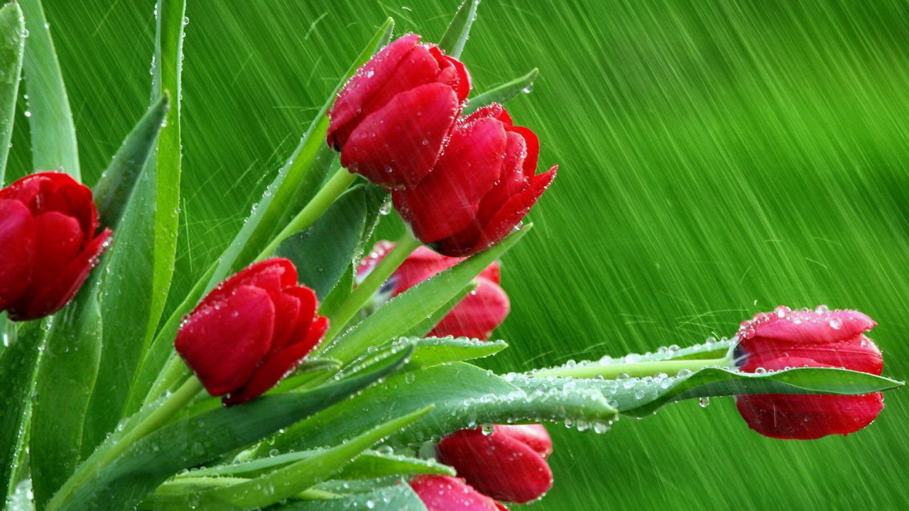 Тюльпаны под дождем