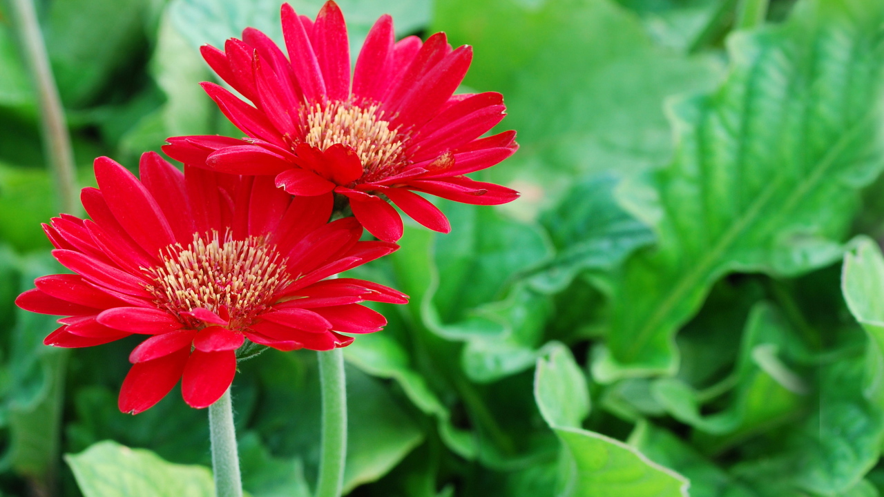 Два ярких цветка