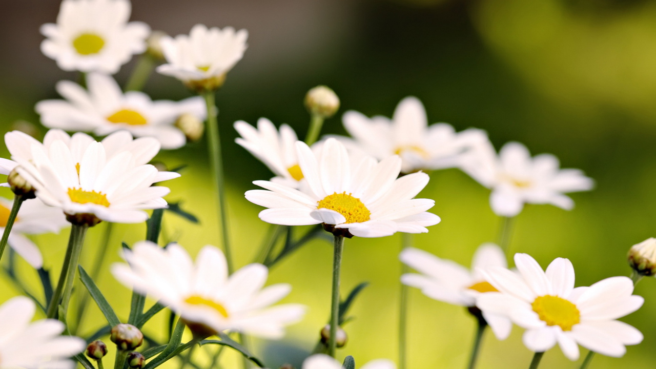 Белые ромашки