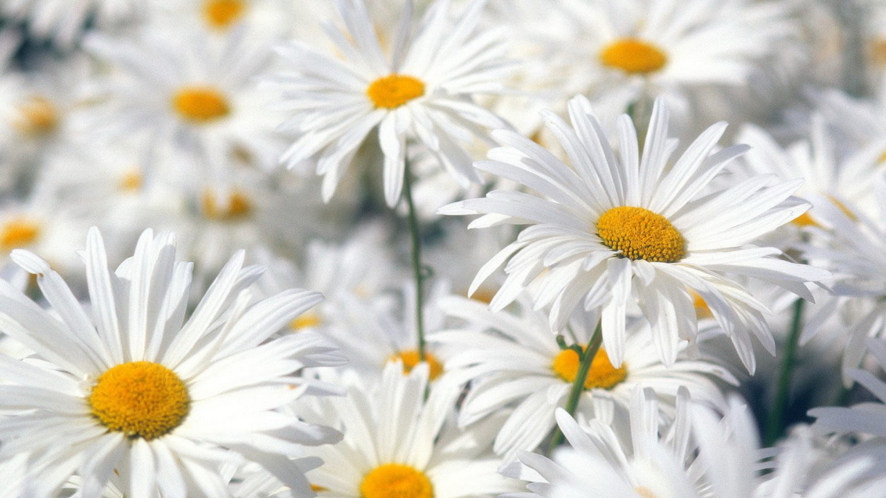 Белые ромашки