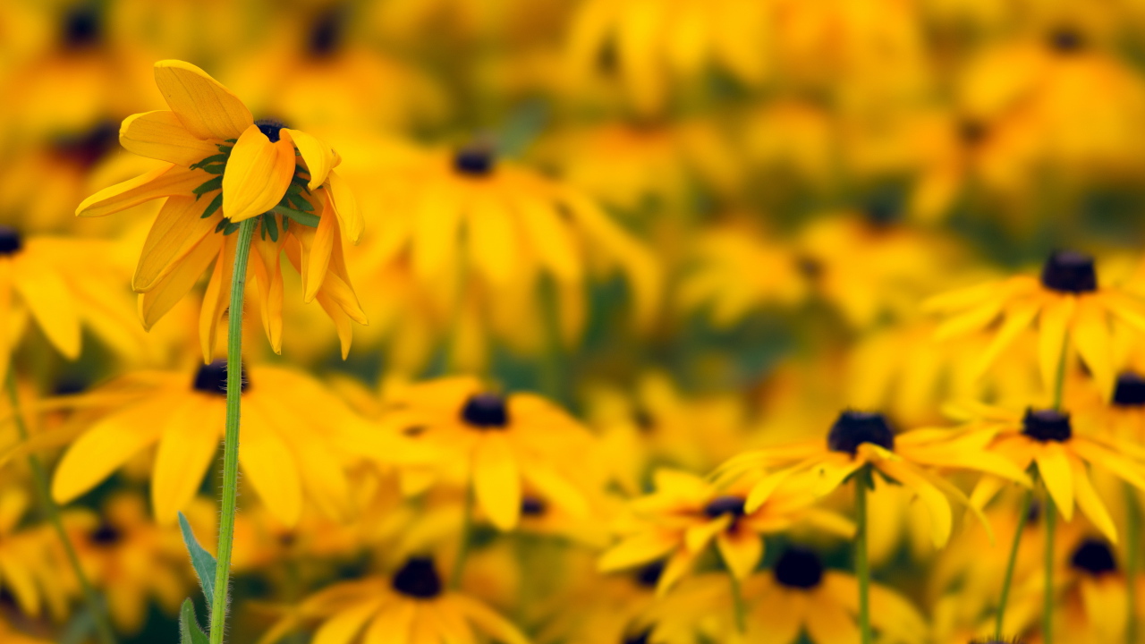 Желтые ромашки