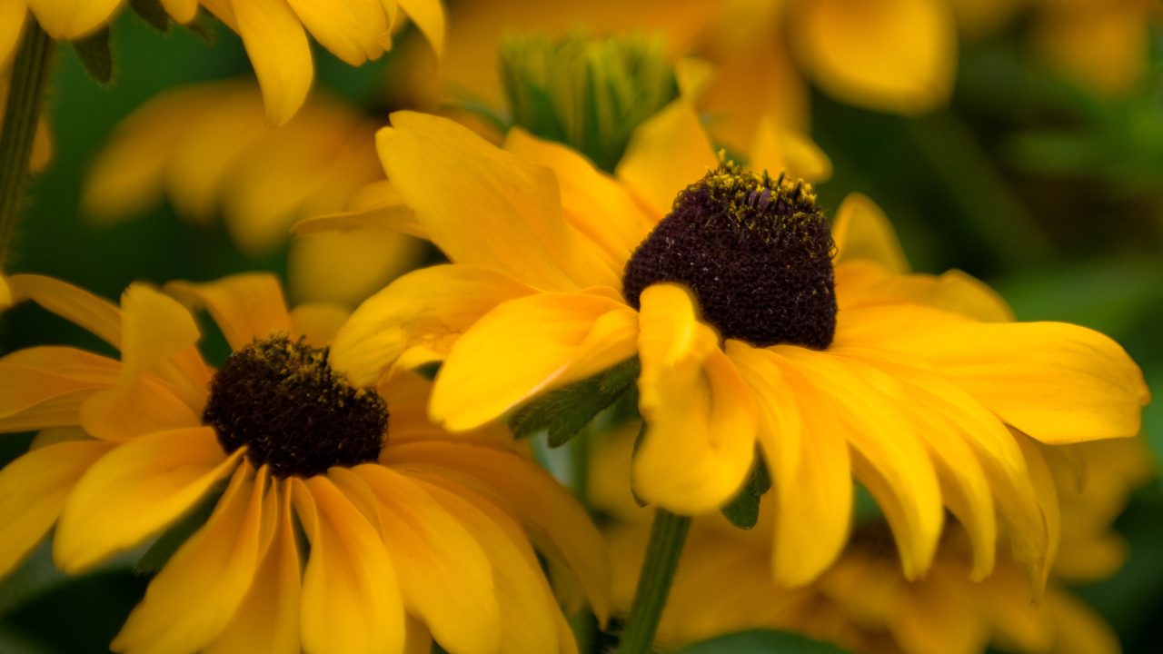 Желтые цветочки