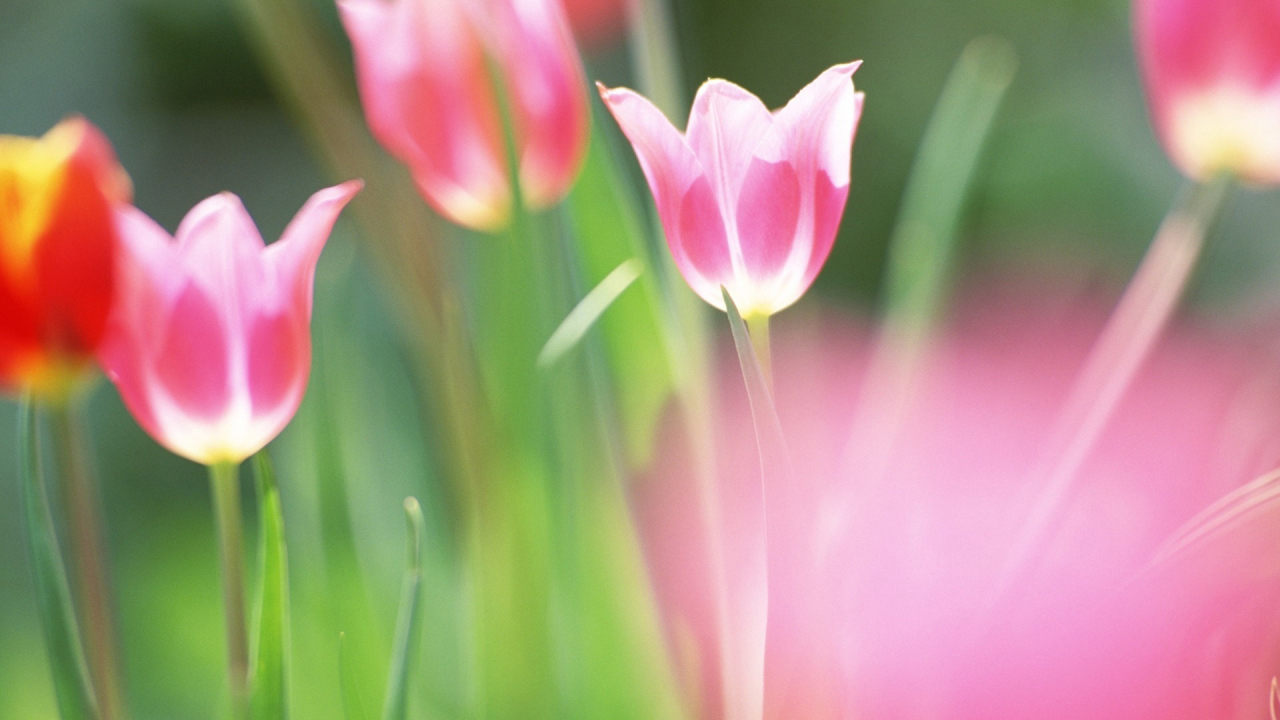 красивые тюльпаны